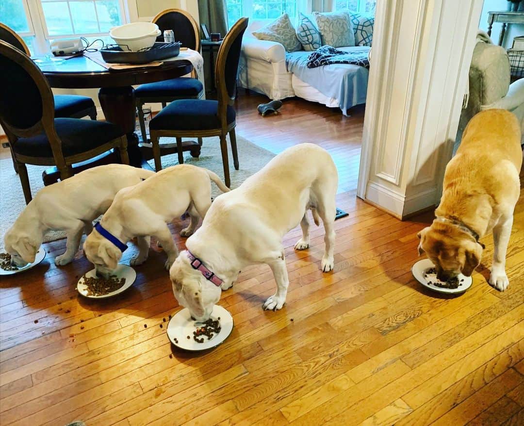Huckのインスタグラム：「Some very hungry turkeys! Happy Thanksgiving everyone! 🦃🧡 . . . . . . . #talesofalab #talesofalabpuppy #yellowlabsquad #labsofinstagram #yellowlabsofinstagram #fab_labs_ #thelablove_feature #worldofmylab #yellowlab #labrador_class #englishlabrador #happythanksgivng」