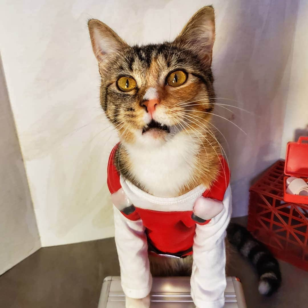 猫コスプレさんのインスタグラム写真 - (猫コスプレInstagram)「"Troubleshooter, your clearance level does not match the food portion in front of you. We must insist you drop it on the floor and report yourself to friend Computer immediately." #HappyThanksgiving #Paranoia . . . . . . . #rpg #Paranoiacosplay #Troubleshooter #Troubleshootercosplay #catcosplay #catcostume #catsinclothes #petclothes #petcostumes #cosplay #bestcat #humor」11月29日 9時14分 - cat_cosplay