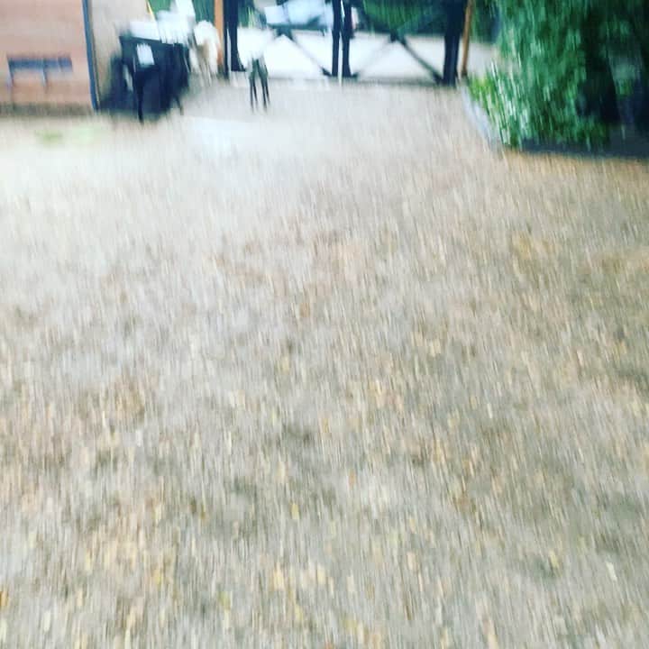 レッドフーのインスタグラム：「Have a grateful Day」