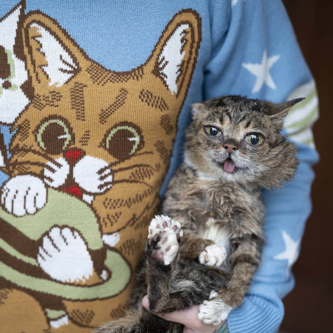 Lil BUBさんのインスタグラム写真 - (Lil BUBInstagram)「AHHH! The time has come! Lil BUB's BUBlack Friday Sale starts now at the link in BUB's bio - 25% off everything plus a free Christmas Card with every order. New Knit Sweaters, Pocket Tees, blankets and lots more are now in stock. As always, a portion of all proceeds benefit special needs pets. #lilbub」11月29日 9時42分 - iamlilbub