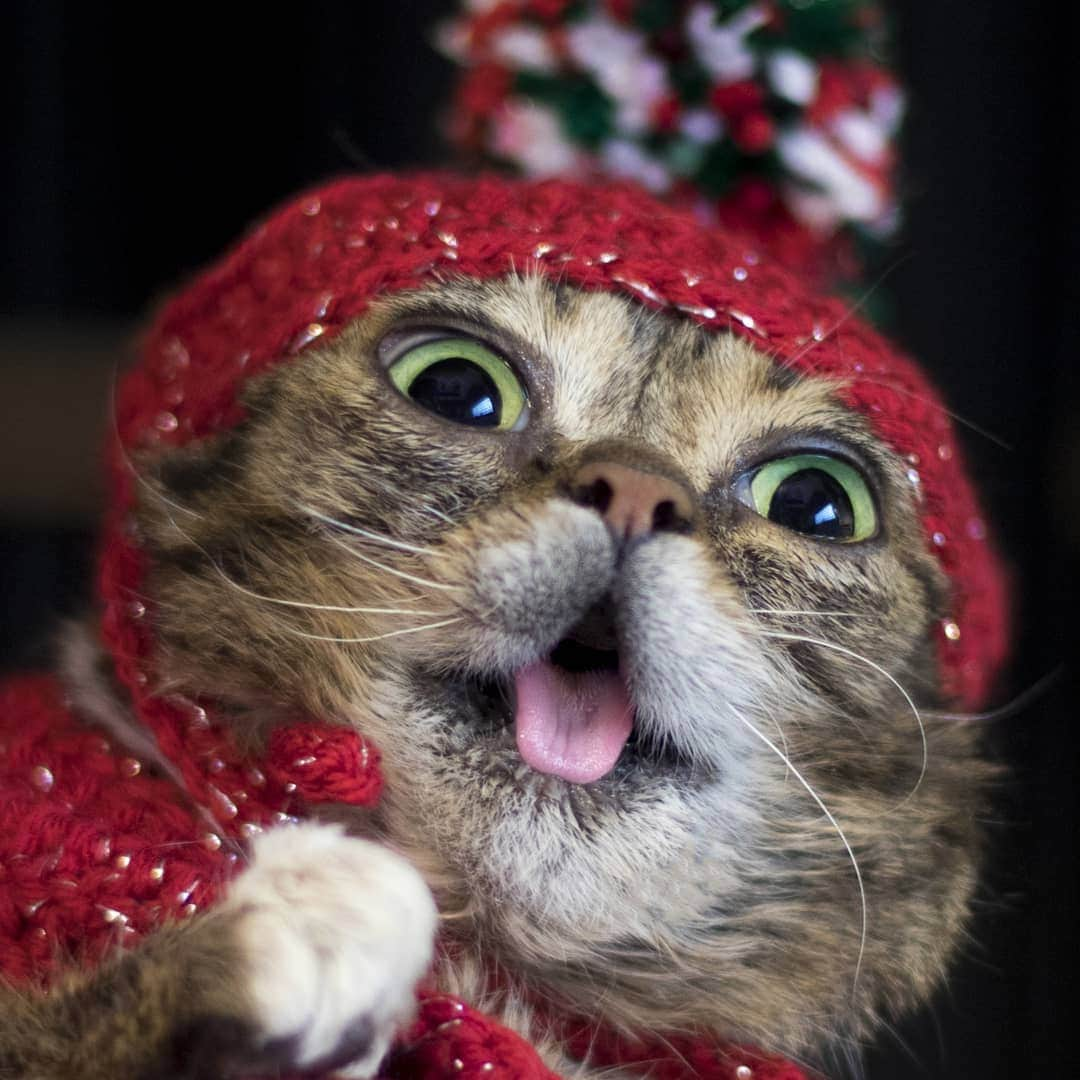 Lil BUBさんのインスタグラム写真 - (Lil BUBInstagram)「AHHH! The time has come! Lil BUB's BUBlack Friday Sale starts now at the link in BUB's bio - 25% off everything plus a free Christmas Card with every order. New Knit Sweaters, Pocket Tees, blankets and lots more are now in stock. As always, a portion of all proceeds benefit special needs pets. #lilbub」11月29日 9時42分 - iamlilbub