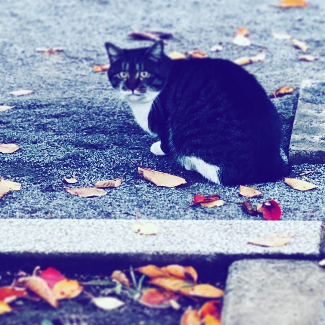 中野敬久さんのインスタグラム写真 - (中野敬久Instagram)「#cat #park #looking #blackandwhite #norahjones」11月29日 9時49分 - hirohisanakano