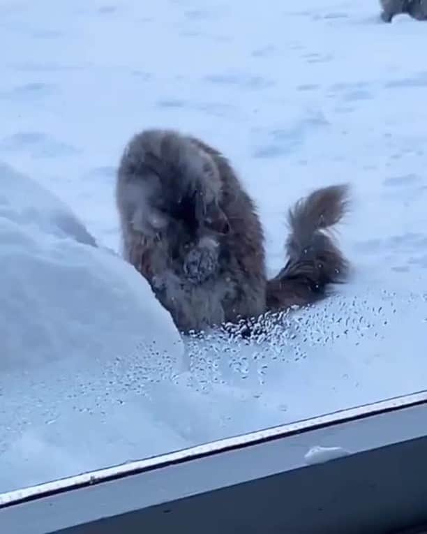 のインスタグラム：「Mmm-Ice cream⠀ ⠀ 📹@mainecoonqueens⠀ ⠀ #meowed #mainecoon #❄️ #🍦 #🇳🇴」