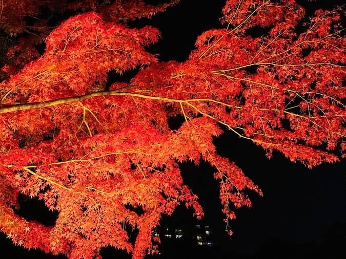 藤田舞美さんのインスタグラム写真 - (藤田舞美Instagram)「❁︎ 縮景園のライトアップされたもみじ🍁 庭園の雰囲気も含め、とっても素敵でした💕 * #縮景園 #縮景園もみじまつり #縮景園紅葉 #広島紅葉 #広島 #紅葉ライトアップ #紅葉2019 #紅葉スポット #紅葉狩り #autumnleaves #fallleaves #instajapan」11月29日 9時59分 - maimifujita