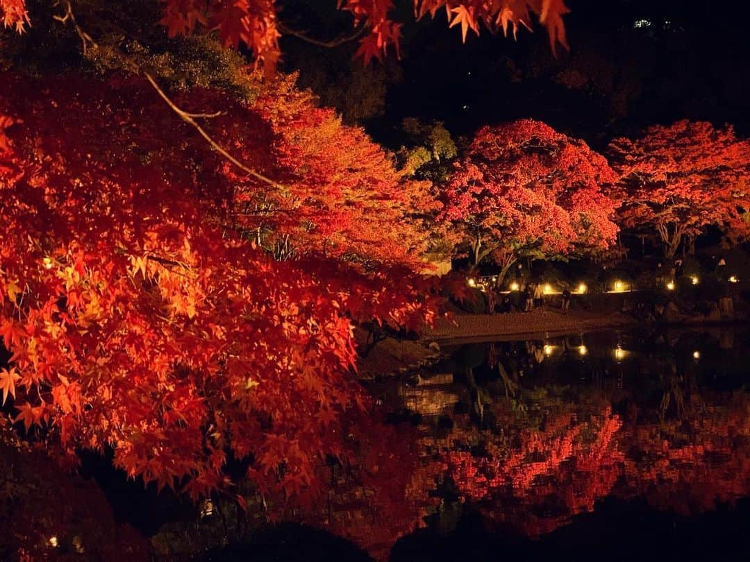 藤田舞美さんのインスタグラム写真 - (藤田舞美Instagram)「❁︎ 縮景園のライトアップされたもみじ🍁 庭園の雰囲気も含め、とっても素敵でした💕 * #縮景園 #縮景園もみじまつり #縮景園紅葉 #広島紅葉 #広島 #紅葉ライトアップ #紅葉2019 #紅葉スポット #紅葉狩り #autumnleaves #fallleaves #instajapan」11月29日 9時59分 - maimifujita