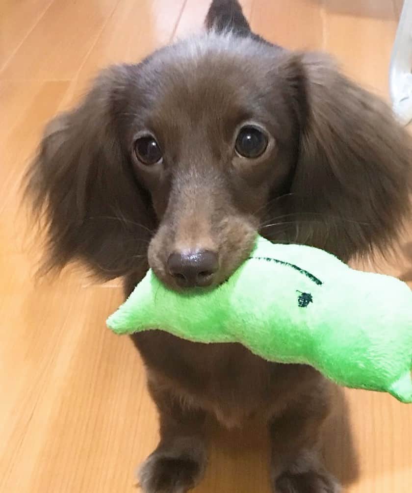 北見寛明のインスタグラム：「えだまめ君 #お気に入りのおもちゃ #お風呂上がると出た所で大体これくわえて待ってる #そのまま犬と全裸で遊ぶ #日課 #犬も毛があるだけで裸 #一緒  #犬　#仔犬　#ミニチュアダックス #ミニチュアダックスフンド #dog #dogsofinstagram #dogstagram #doglife #doglovers #dogs_of_instagram #doglovers #dachshund #dachshundsofinstagram #dachshundlove #dachshundpuppy #dachstagram #dachshundlife」