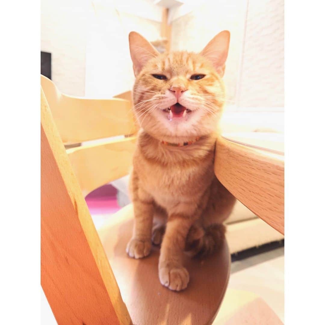 kainatsuさんのインスタグラム写真 - (kainatsuInstagram)「おはようおと。今日もお留守番よろしくね。 (ぐーちゃんはお布団にもぐって爆睡中)  #oto_no_koto #保護猫」11月29日 10時38分 - natsugram_life