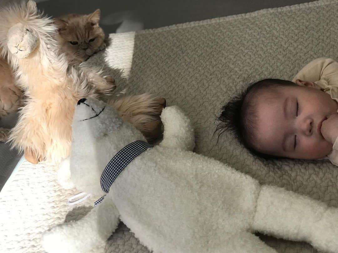 濱中鮎子さんのインスタグラム写真 - (濱中鮎子Instagram)「我が家はサファリパーク。 🧸×2、🦙×1、🦜×1  #遂に諦めジョイントマット #久々の太陽に思わずうたた寝してくれた  #チャイちょっと見てて #というと偶然かもしれないが #お嬢を見てる  #ほんとに優しい坊です  #cat #ネコ #小心者の親分 #チャイ坊 #チャイ #chai #britishshorthair #ブリティッシュショートヘア #クラッシュフェイス #ぶチャイく #愛の交歓  #朝から癒し」11月29日 10時46分 - ayukohamanaka