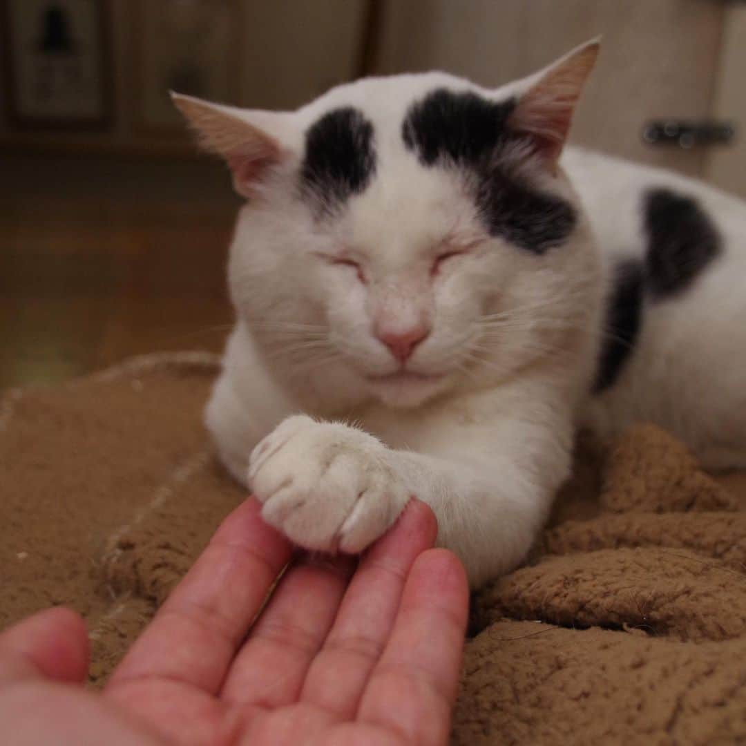 Kachimo Yoshimatsuさんのインスタグラム写真 - (Kachimo YoshimatsuInstagram)「これから、よろしくね。約束した。 #うちの猫ら ＃猫 #ねこ #nanakuro #家猫修行 #cat #ネコ #catstagram #ネコ部 http://kachimo.exblog.jp」11月29日 11時00分 - kachimo