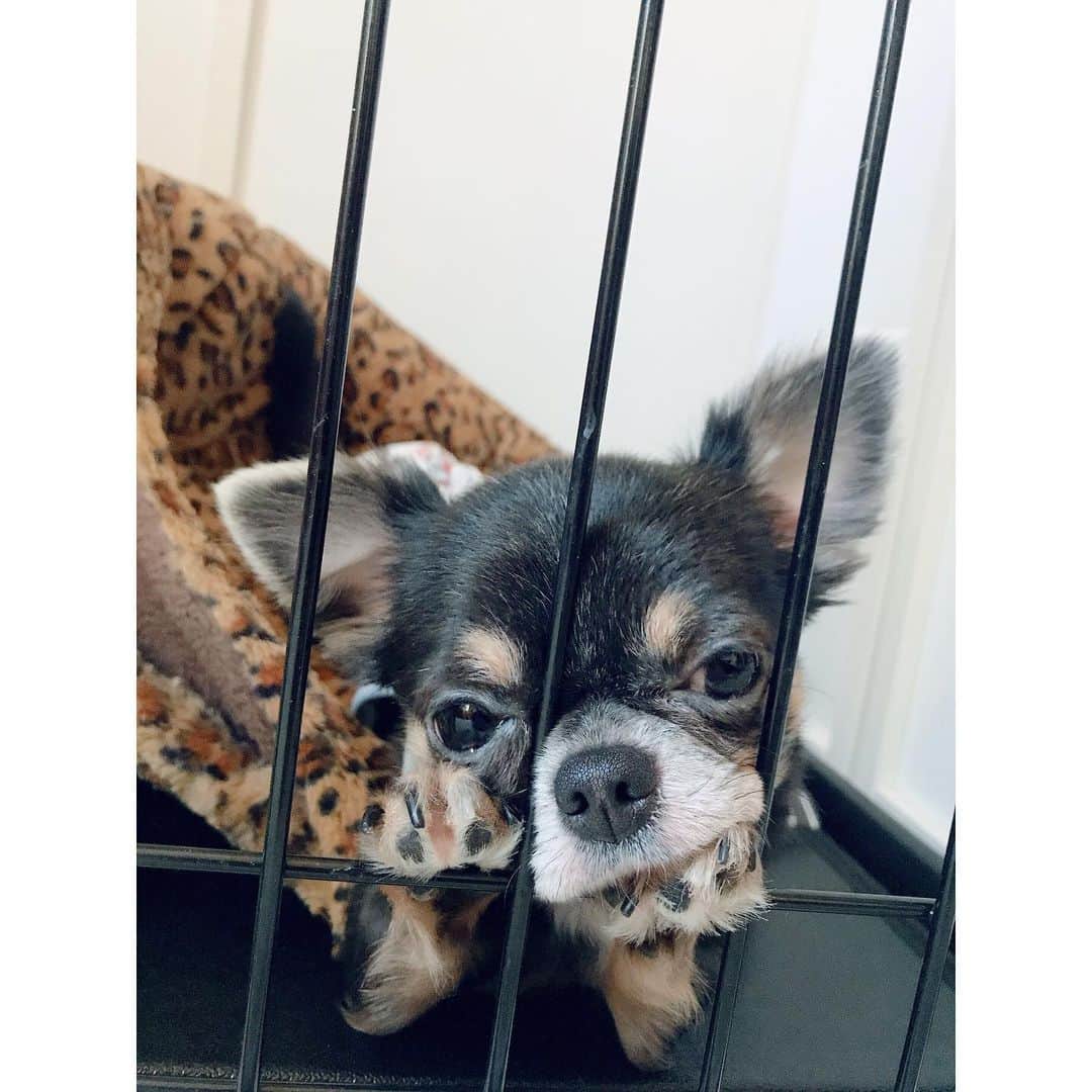 有明ゆなさんのインスタグラム写真 - (有明ゆなInstagram)「かまってちゃんですな(=^▽^)σ . . . . #愛犬 #愛犬🐶 #愛犬家 #愛犬との暮らし #ちわわん #ちわわ部 #ちわわ #ちわすたぐらむ #ちわわ親バカ部 #ちわわ大好き #チワワちゃん #チワスタグラム #チワワ #チワワ部 #チワワラブ #チワワ画像 #チワワ大好き #dog #dogstgram #dogstagram」11月29日 11時18分 - ariake_yuna