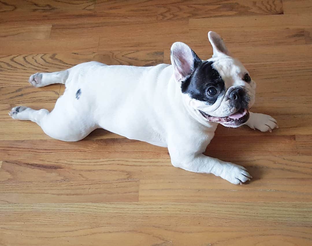 Manny The Frenchieのインスタグラム：「Thankful for SO much this year. Mostly looking like a turkey! 😂🦃 #happythanksgiving」