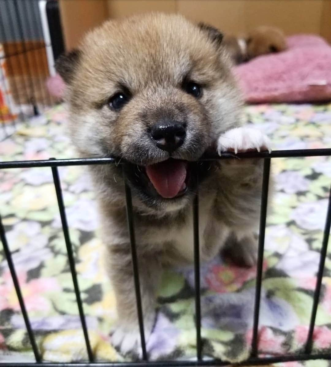 柴犬たま Shibainu Tamaのインスタグラム