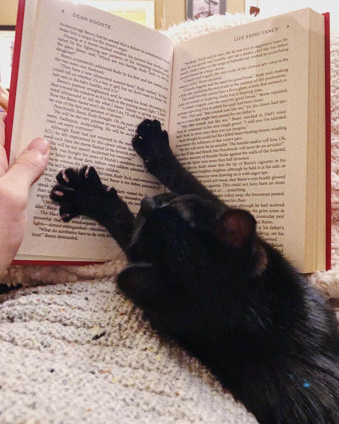 Laura Martyのインスタグラム：「I will spread my paws as wiiiiiiiiiiiiiiiiiiide as possible so this human will have to pet me instead of reading.」