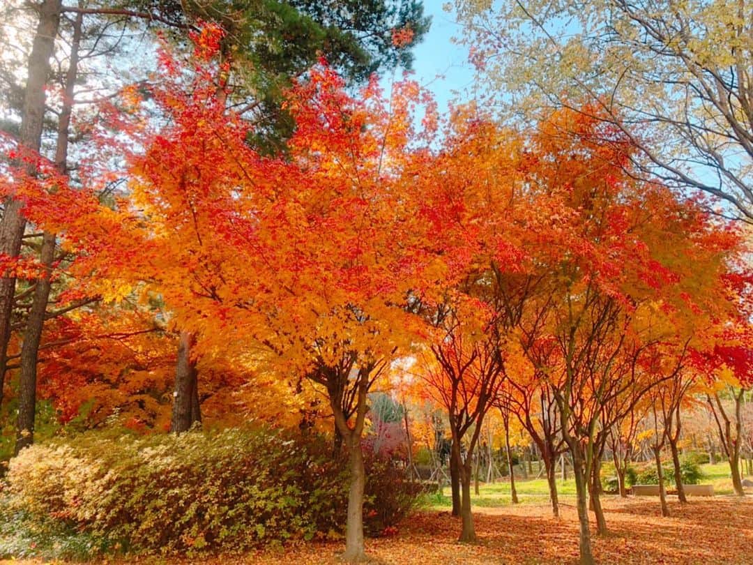 とぎもちさんのインスタグラム写真 - (とぎもちInstagram)「秋の紅葉~🍁💓 faniconで日常写真を載せているのですが、faniconファミリーさん達に褒めていただいた写真です😌💓💓 お散歩中に撮りました♪ 秋の紅葉が美しい🍁✨ ♡ #韓国 #韓国秋 #韓国紅葉 #紅葉 #11月 #とぎもち」11月29日 12時31分 - togistagram