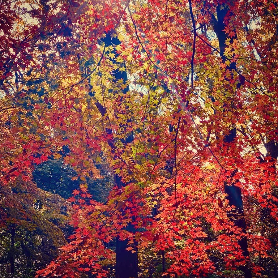 安珠さんのインスタグラム写真 - (安珠Instagram)「萌えた緑に燃える紅葉  仕事終えて糺の森でさよなら京都 #kyoto #紅葉 #京都 #下鴨神社」11月29日 22時05分 - anjuphotographer