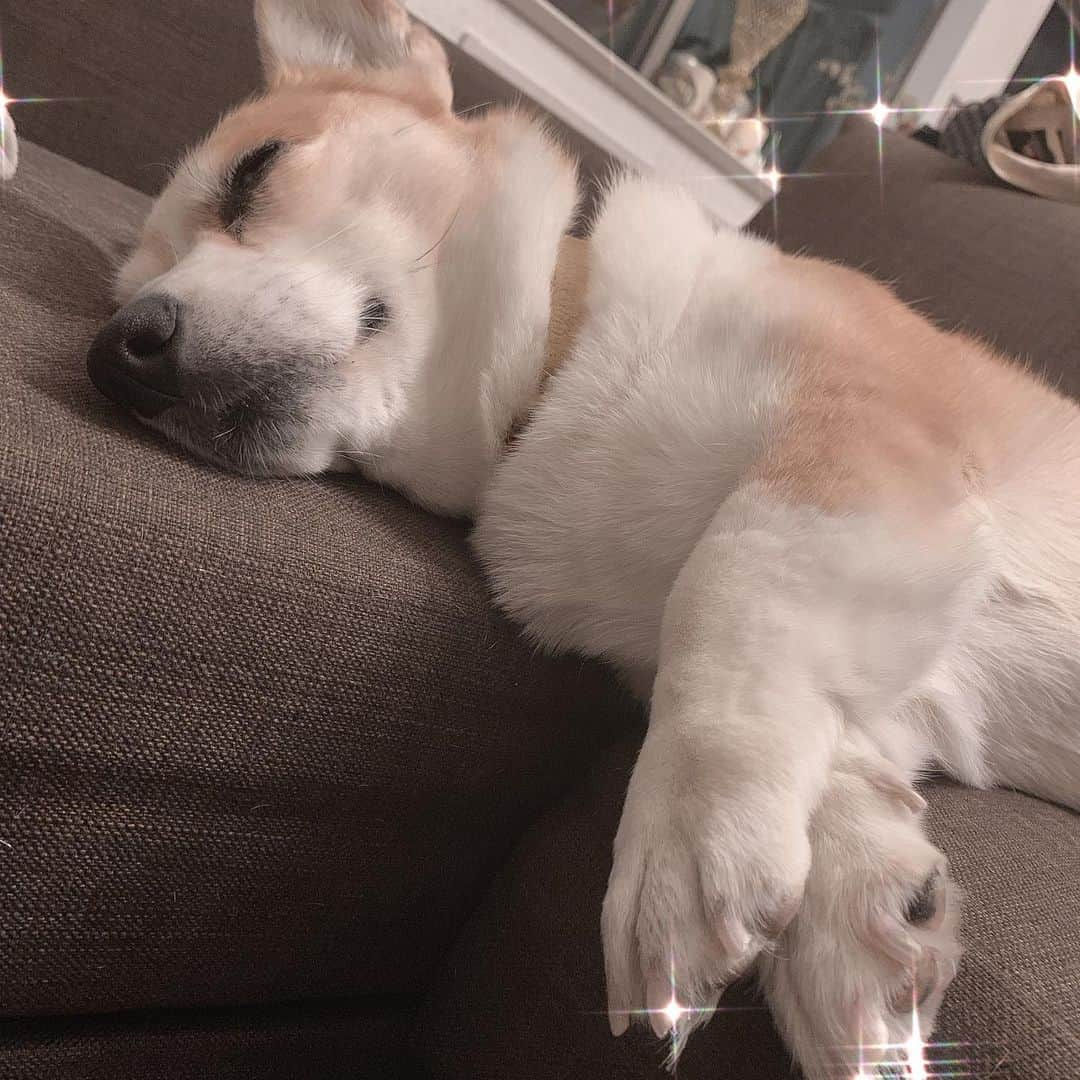 橋本志穂さんのインスタグラム写真 - (橋本志穂Instagram)「この子の寝顔に癒される #コーギー #corgi」11月29日 22時24分 - shihohashimoto3