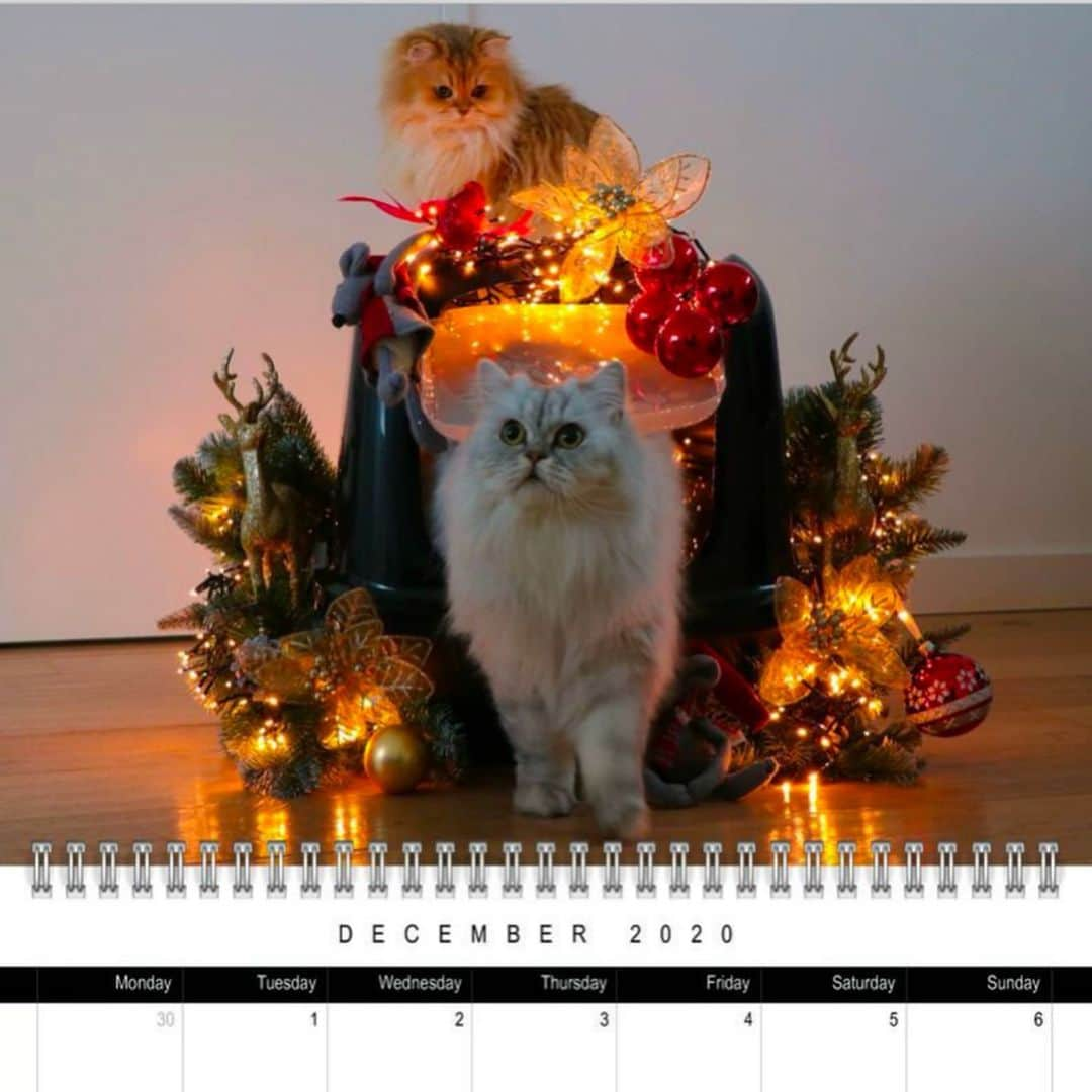 Smoothieさんのインスタグラム写真 - (SmoothieInstagram)「Only today: 25% extra discount on the Smoothie & Milkshake 2020 calendar! The purrfect Christmas gift!🎄 Just use the code BLACKFRIDAY25 at the checkout (link in bio) 😊 Worldwide shipment! 📦」11月29日 22時51分 - smoothiethecat