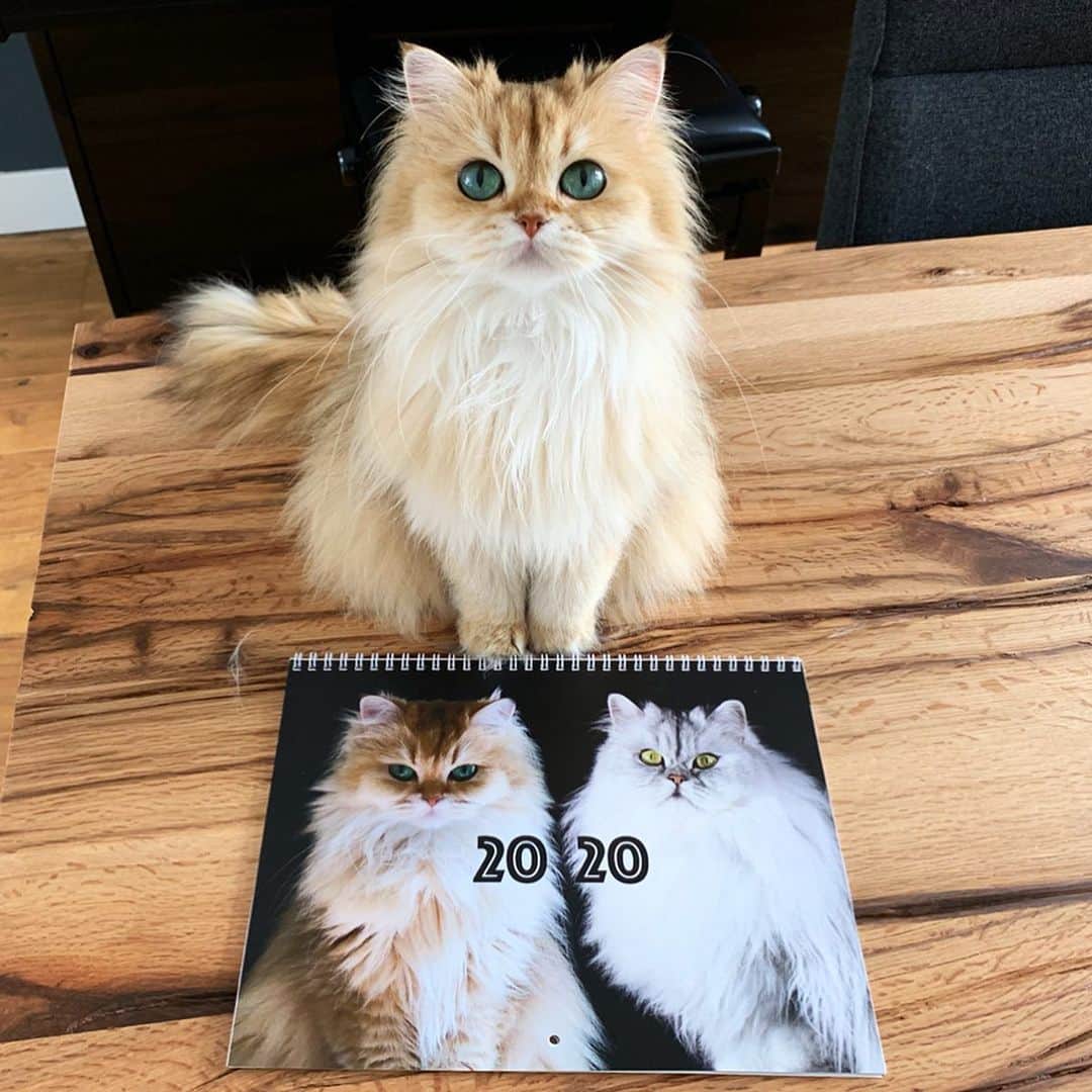 Smoothieさんのインスタグラム写真 - (SmoothieInstagram)「Only today: 25% extra discount on the Smoothie & Milkshake 2020 calendar! The purrfect Christmas gift!🎄 Just use the code BLACKFRIDAY25 at the checkout (link in bio) 😊 Worldwide shipment! 📦」11月29日 22時51分 - smoothiethecat