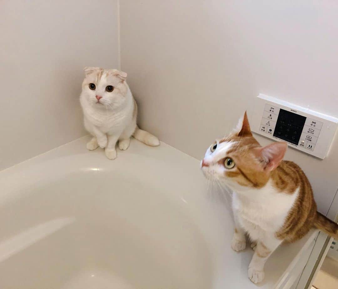 はなぼくろきなこさんのインスタグラム写真 - (はなぼくろきなこInstagram)「ふたりで風呂パト🛁✨ お風呂場も寒くなってきたし、今年はいつまでお風呂パトロールしてくれるかな〜🥺 . . . . . #はなきな #猫部 #きなちょのおうちのもーにゃん #きなもな #お風呂パトロール #bathroompatrol  #にゃんこ  #スコティッシュフォールド #猫  #猫のいる暮らし #😻 #みんねこ」11月29日 22時43分 - hanabokurokinako