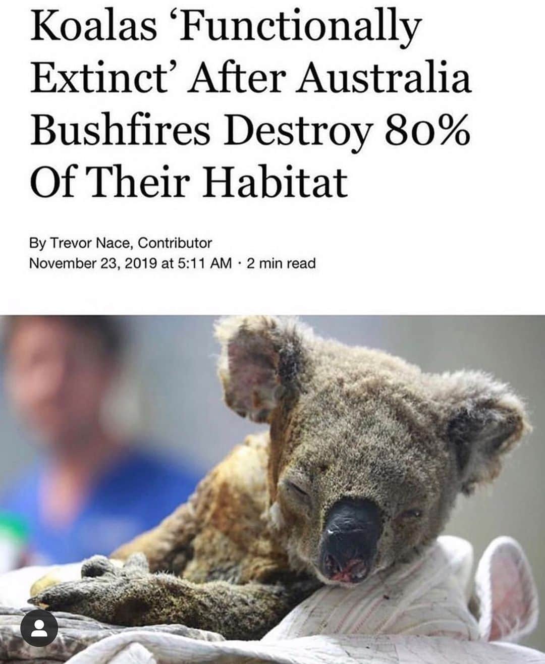 WildLifeのインスタグラム：「BREAKING NEWS: Please Share This Post With Your Followers As We MUST Save The Koalas! Recent bushfires, along with prolonged drought and deforestation has led to koalas becoming “functionally extinct” according to experts. Deforestation and bushfires destroy the main nutrient source of koalas, the eucalyptus tree. An adult koala will eat up to 2 pounds of eucalyptus leaves per day as its main staple of nutrients. While eucalyptus plants will grow back after a fire, it will take months, leaving no suitable food source for koalas and starvation a likely scenario for many. Many are urging the Australian government to enact the Koala Protection Act, written in 2016 but never passed into law and molded after the Bald Eagle Protection Act in the U.S. The Koala Protection Act would work to protect habitats and trees vital to koalas as well as protect koalas from hunting. The Port Macquarie Koala Hospital setup a Go Fund Me page seeking donations to help the hospital treat injured koalas. To date, they have raised $1.33 million, well over their $25,000 goal. This comes from over 30,000+ donors, @portmacquariekoalahospital has changed the link in their bio to the fundraiser to help the koalas too, please share this important post with your followers and tag people, influencers and celebrities who need to see it! #savethekoalas #bushfires #karmagawa  Source: https://www.forbes.com/sites/trevornace/2019/11/23/koalas-functionally-extinct-after-australia-bushfires-destroy-80-of-their-habitat」
