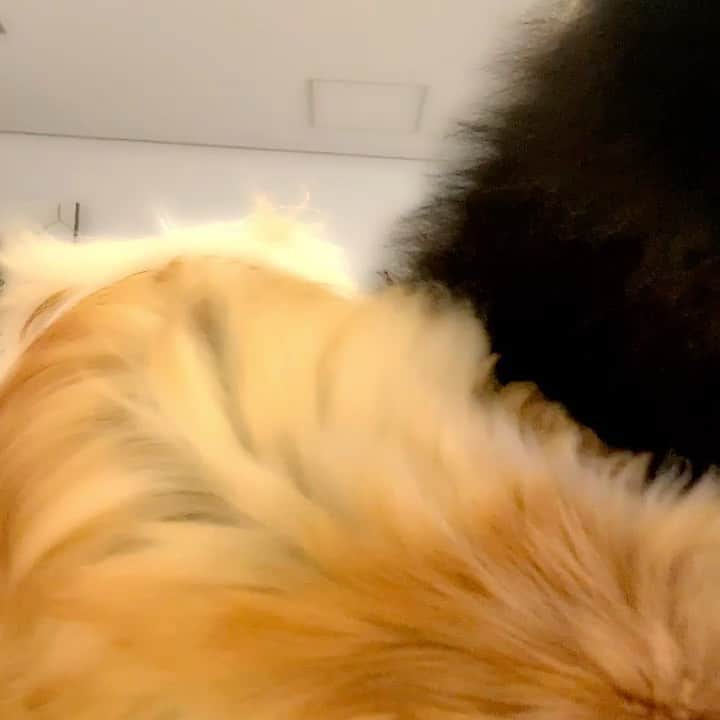 のインスタグラム：「すーちゃんとクマ🥰🥰🥰 すーちゃん1歳　ペキニーズ  クマちゃん７歳　ブラックポメ  #ポメラニアン #ペキニーズ」