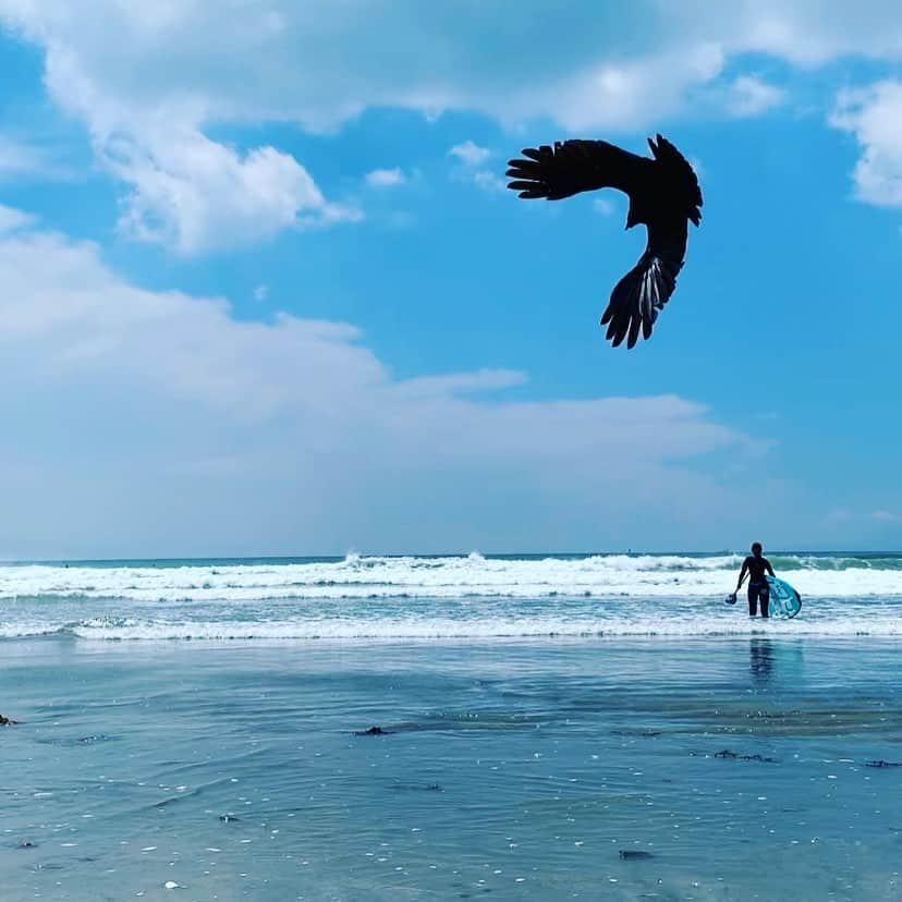 高松いくさんのインスタグラム写真 - (高松いくInstagram)「🌊 🦅  Supで高い波の壁の先に行こうとしている 私の気持ちを表すように現れたトンビ  景色は一瞬一瞬こんな面白い景色の繰り返し  昨日の夜は Supツアーをやらせて頂いている 海の家『みなとや』店長さんのご自宅に お招き頂き、手作り餃子🥟や鳥やチーズケーキなど✨美味し美味しく頂きました❤️ なんて温かいんだろう😭 昨日は極寒だったのに ご家族の温かさに、ポカポカでした。  来年のSupクルーズツアーのお話も🙌 来年2020年は‼️ 4月18日(土)がスタート日となります✨  そこからのSupクルーズツアーや プールSupYogaイベント等は 今作成中のホームページで、 気楽に簡単にご確認頂ける様に致します‼️ 12月1日完成公開予定🙌  楽しい瞬間瞬間を 目指して、いろいろ考え中🤔✨ #一瞬 の面白さ #海 #時が止まる #写真 #sup #supyoga #yoga #鳥　#photo 気分は　#moana #disney #モアナ #モアナと伝説の海」11月29日 15時15分 - iku_takamatsu_trip_sup_yoga