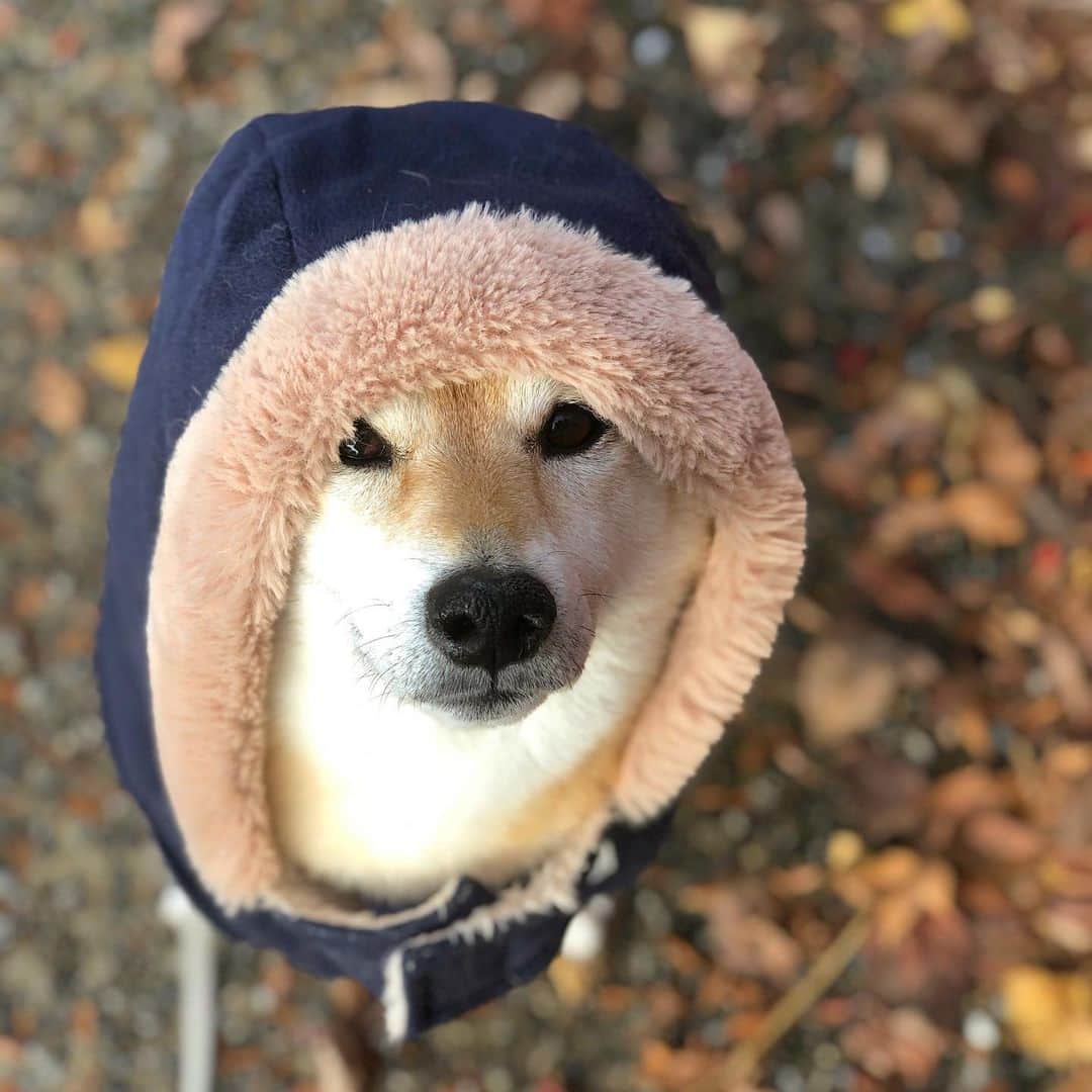 マロたんのインスタグラム：「It suddenly got cold. さっむ！ #shiba #shibainu #weeklyfluff #ilovemydog #柴犬」