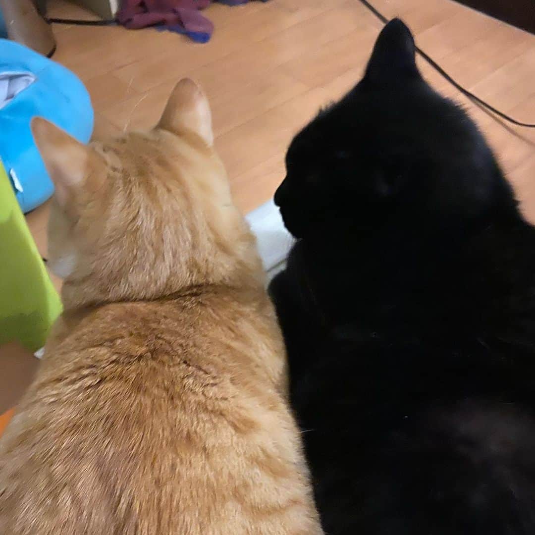 のインスタグラム：「並んでいる  #catstagram #catlovers #kurohakuchai #cat #blackcat #黒猫 #茶トラ #猫多頭飼い #tabby #orangetabby」