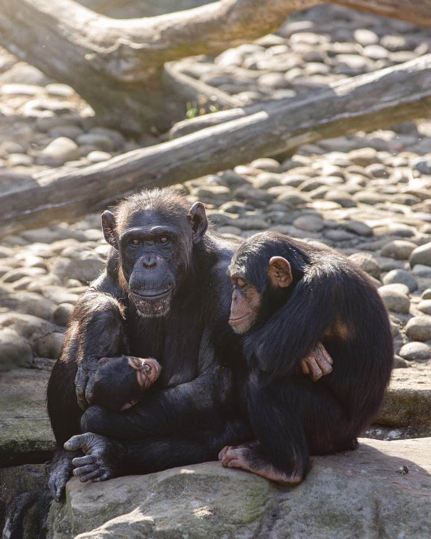 タロンガ動物園さんのインスタグラム写真 - (タロンガ動物園Instagram)「Bring your family to meet ours! And while you’re at it, bring your old mobile phones!  Taronga supports Chimpanzee conservation in the wild in partnership with @janegoodallau. We support one of Jane’s largest sanctuaries for chimpanzees that are orphaned due to the illegal bushmeat and pet trade. Taronga has helped to develop island sanctuaries where the Chimpanzees can live natural and rich lives – much like Taronga Zoo.  You too can help conserve Chimpanzees. The next time you come to the zoo bring along your old mobile phones for recycling. There is a mineral in mobile phones that is mined in Chimpanzee habitat. By recycling old phones we are slowing down the demand for this mineral and saving habitat. Look out for the phone recycling box at our entrance.  #forthewild 📸@chriswheelr」11月29日 15時30分 - tarongazoo