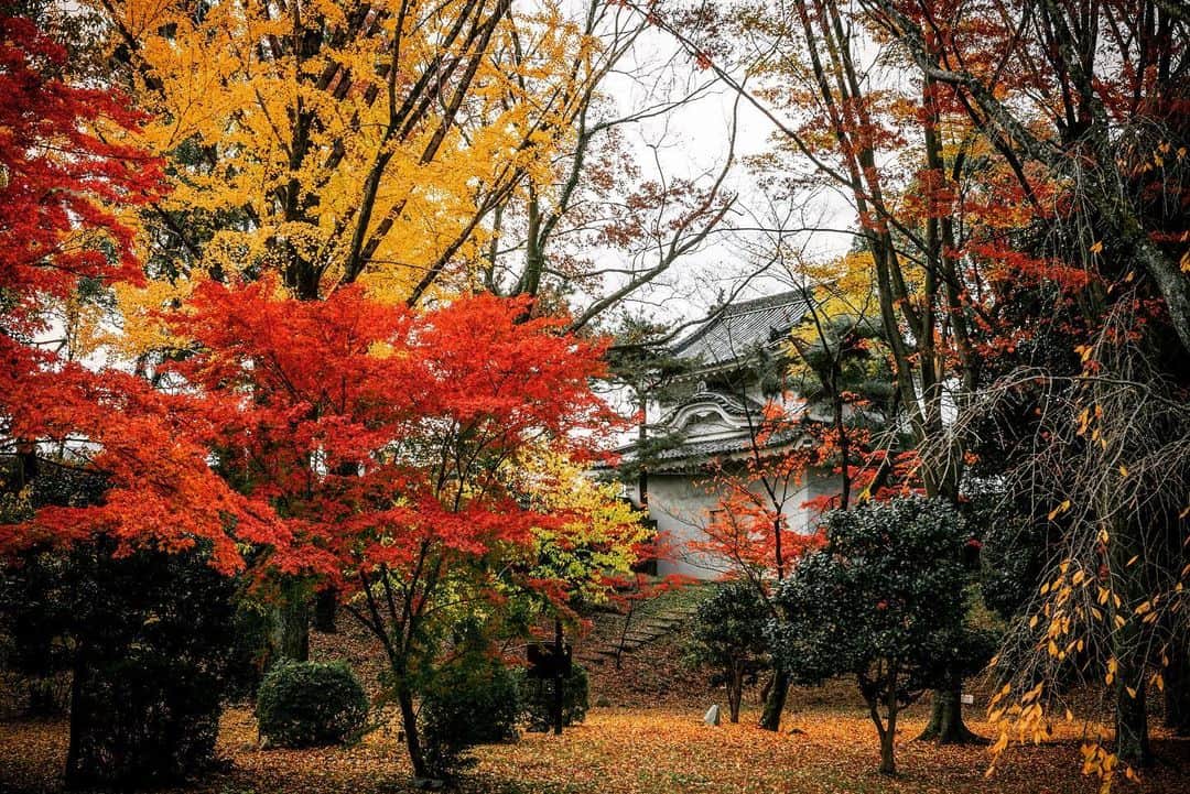 京都いいとこフォトさんのインスタグラム写真 - (京都いいとこフォトInstagram)「. 元離宮二条城の西南隅櫓。 城内のあちこちで紅葉が見頃を迎えています。 . The southwest corner of Nijo Castle. The autumn leaves are in full bloom around the castle. . Location : @nijojocastle  Photo : @kohei713 Date : 2019.11.26 .​」11月29日 16時20分 - kyoto_iitoko