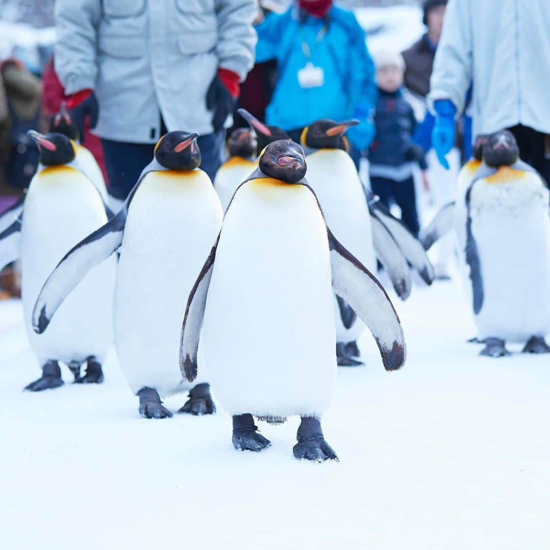 星野リゾートさんのインスタグラム写真 - (星野リゾートInstagram)「【ペンギンの話しかしない、旭山動物園講座】﻿ ﻿ Learn more about the famous Asahiyama Zoo penguins by OMO Ranger in OMO7 Asahikawa.﻿ ﻿ ペンギンは冬に行動が活発になる動物。旭山動物園では、キングペンギンの行列が園内を歩く「ペンギンの散歩」やジェンツーペンギンが腹ばいで雪の中を飛び回る姿を見られる「ペンギンのトボガン広場」など、積雪期限定でペンギンのイベントを開催しています。雪がある冬だからこそペンギンのキュートな習性を見ることができます。﻿ ﻿ 「星野リゾート OMO7 旭川」は、2019年12月1日から2020年3月31日まで、旭山動物園のペンギンを楽しむノウハウを伝える「ペンギンの話しかしない、旭山動物園講座」を開催します。ペンギンに扮したご近所ガイドOMOレンジャーが全力でペンギンを楽しむノウハウを伝えます。﻿ ﻿ 講座ではこんなことをお話します！﻿ 1 大人気イベント「ペンギンの散歩」の攻略方法﻿ 2 ちょっと感動的なペンギンの集団行動﻿ 3 空を飛ばず、雪の中を飛び回る！？トボガンの秘密﻿ ﻿ #HoshinoResorts #星野リゾート #omo7 #omo7Asahikawa #omo7旭川  #Hokkaido #Asahikawa #北海道 #旭川 #北海道旅行 #JapaneseHotels #travelJapan #ig_Japan #MyTinyAtlas #JapanTravel #旭川動物園 #asahikawazoo #ペンギン #Penguin」11月29日 16時41分 - hoshinoresorts.official