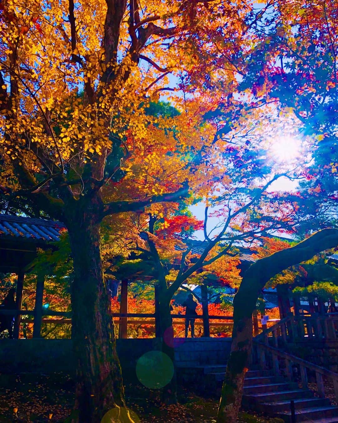 のインスタグラム：「京都市東山区#東福寺 (スライドして下さい) Location Kyoto Japan Tofukuji (Swipe)  2019.11.21  混雑避けて平日朝一に行って来ました東福寺🚃去年に比べて少し早かった感でしたが真っ赤染まった場所も沢山ありました🍁🍁🍁 定番の通天閣からも撮ったのですが昨年とあまり変わらないので違うアプローチの写真をpostします。  #神社仏閣  #寺院仏閣  #日本の絶景  #美しい日本  #そうだ京都行こう  #日本庭園  #おとな旅プレミアム  #bestphoto_japan  #絶景delic  #はなまっぷ  #japanesetemple  #japanesegarden  #look_japan  #total_asia  #art_of_japan_  #otonatabi_japan  #jalan_travel  #special_spot_  #nippon_lovers  #wu_japan  #igbest_shots  #earth_superior  #top_favourite_shots  #amazing_shotz」