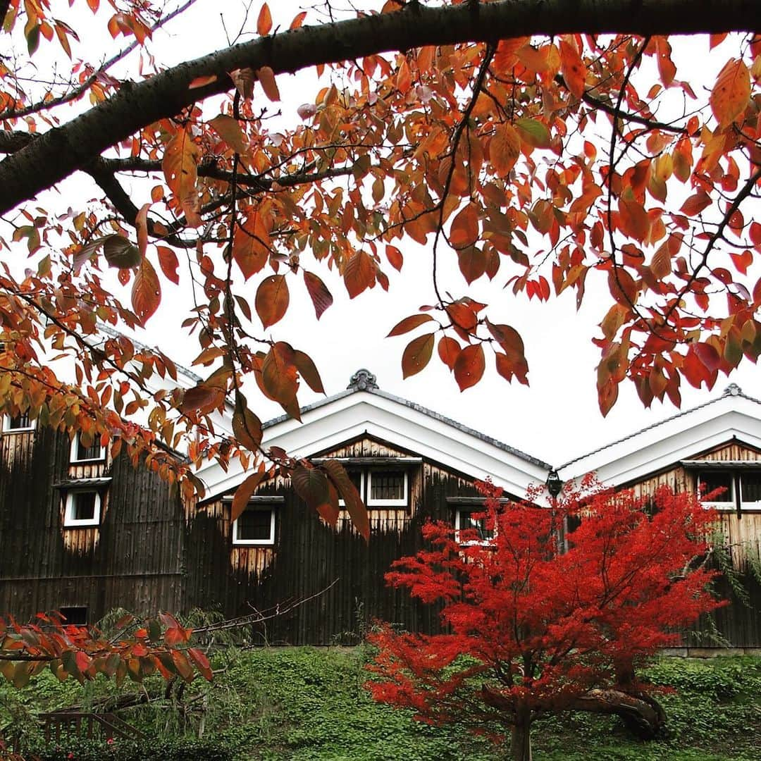 Gekkeikan Sake Officialさんのインスタグラム写真 - (Gekkeikan Sake OfficialInstagram)「#autumn #autumnleaves #autumncolors #colorful #gekkeikan #gekkeikansake #sake #sakebrewery #japan #kyoto #fushimi #紅葉 #月桂冠 #月桂冠大倉記念館 #酒蔵 #十石舟 #京都 #伏見」11月29日 17時00分 - gekkeikansake