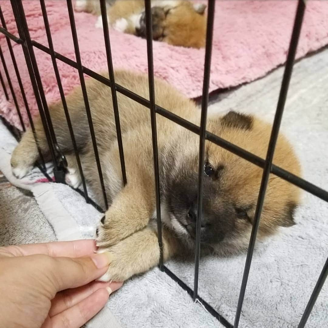 柴犬たま Shibainu Tamaのインスタグラム