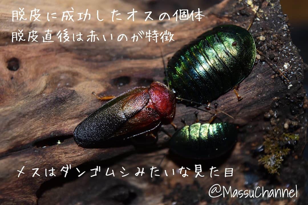 まっすーさんのインスタグラム写真 - (まっすーInstagram)「#ニジゴキ #ニジイロゴキブリ #オスが殖えてきた #エメラルドジュエルローチ #ゴキブリ #ペット #昆虫 #虫 #animals #bugs #pets #corydidarummagnifica #corydidarum #cockroach」11月29日 17時20分 - massuchannel