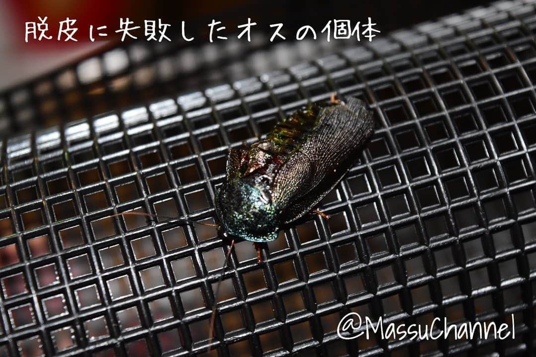 まっすーのインスタグラム