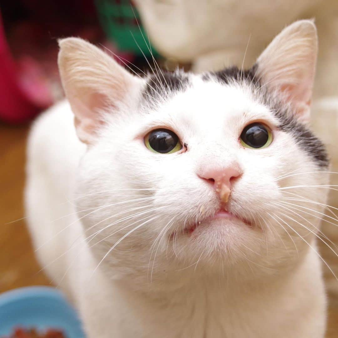 Kachimo Yoshimatsuさんのインスタグラム写真 - (Kachimo YoshimatsuInstagram)「おいしい顔  明日1番の問題は、朝ごはん抜き！ #うちの猫ら ＃猫 #ねこ #cat #ネコ #catstagram #ネコ部 #nanakuro #家猫修行 http://kachimo.exblog.jp」11月29日 17時24分 - kachimo