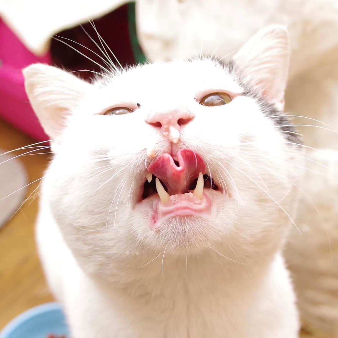 Kachimo Yoshimatsuさんのインスタグラム写真 - (Kachimo YoshimatsuInstagram)「おいしい顔  明日1番の問題は、朝ごはん抜き！ #うちの猫ら ＃猫 #ねこ #cat #ネコ #catstagram #ネコ部 #nanakuro #家猫修行 http://kachimo.exblog.jp」11月29日 17時24分 - kachimo