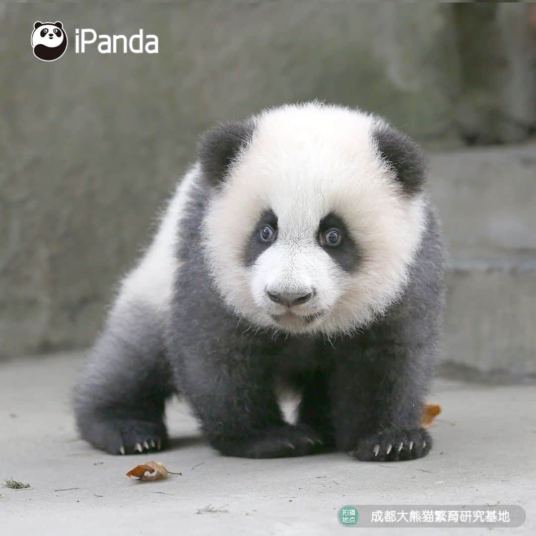 iPandaさんのインスタグラム写真 - (iPandaInstagram)「All the other babies have been taken back home, why haven't you come to pick me up? (Ji Xiao) 🐼 🐾 🐼 #panda#ipanda#animal#pet#adorable#China#travel#pandababy#cute#photooftheday#Sichuan#cutepanda#animalphotography#cuteness#cutenessoverload #giantpanda」11月29日 17時30分 - ipandachannel