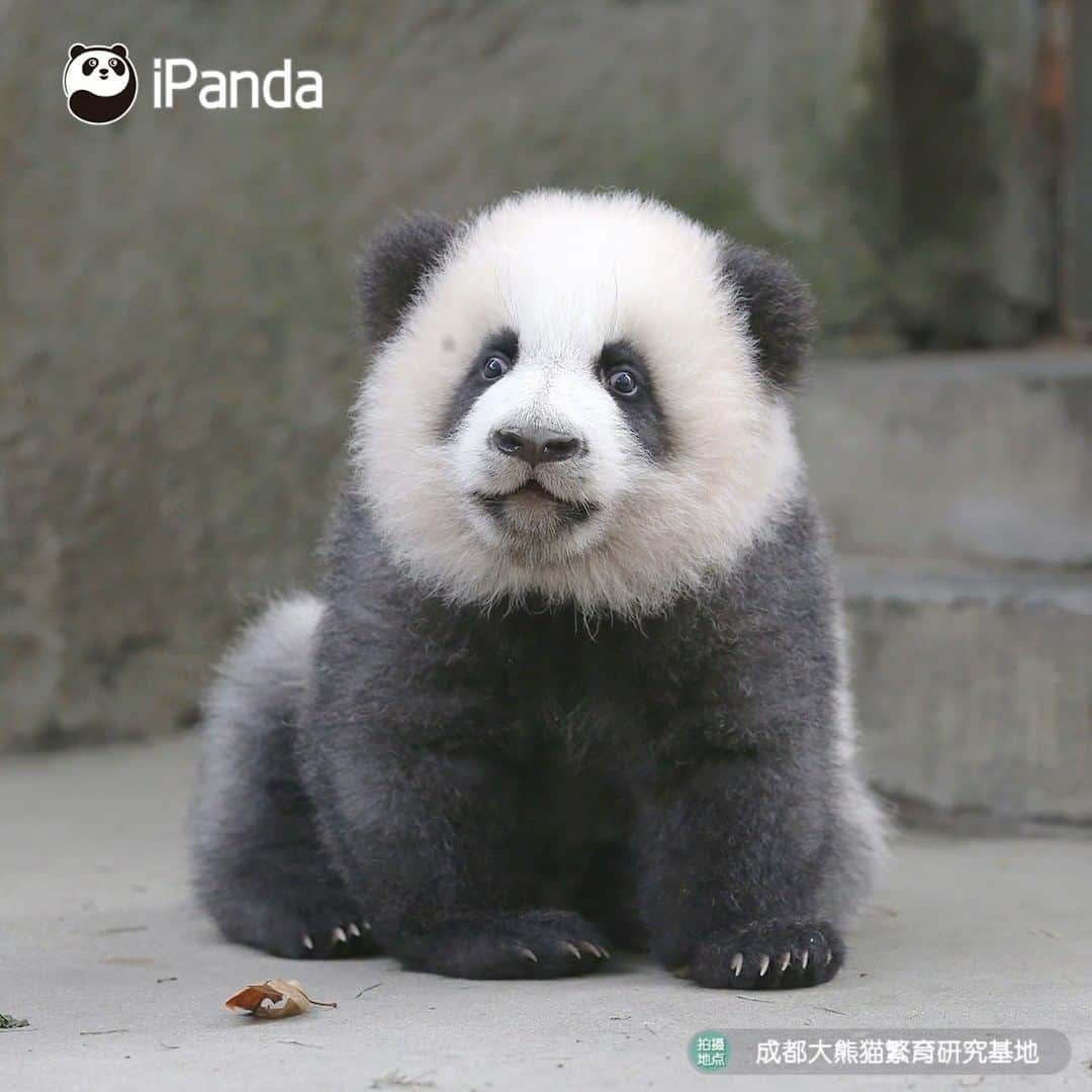 iPandaさんのインスタグラム写真 - (iPandaInstagram)「All the other babies have been taken back home, why haven't you come to pick me up? (Ji Xiao) 🐼 🐾 🐼 #panda#ipanda#animal#pet#adorable#China#travel#pandababy#cute#photooftheday#Sichuan#cutepanda#animalphotography#cuteness#cutenessoverload #giantpanda」11月29日 17時30分 - ipandachannel