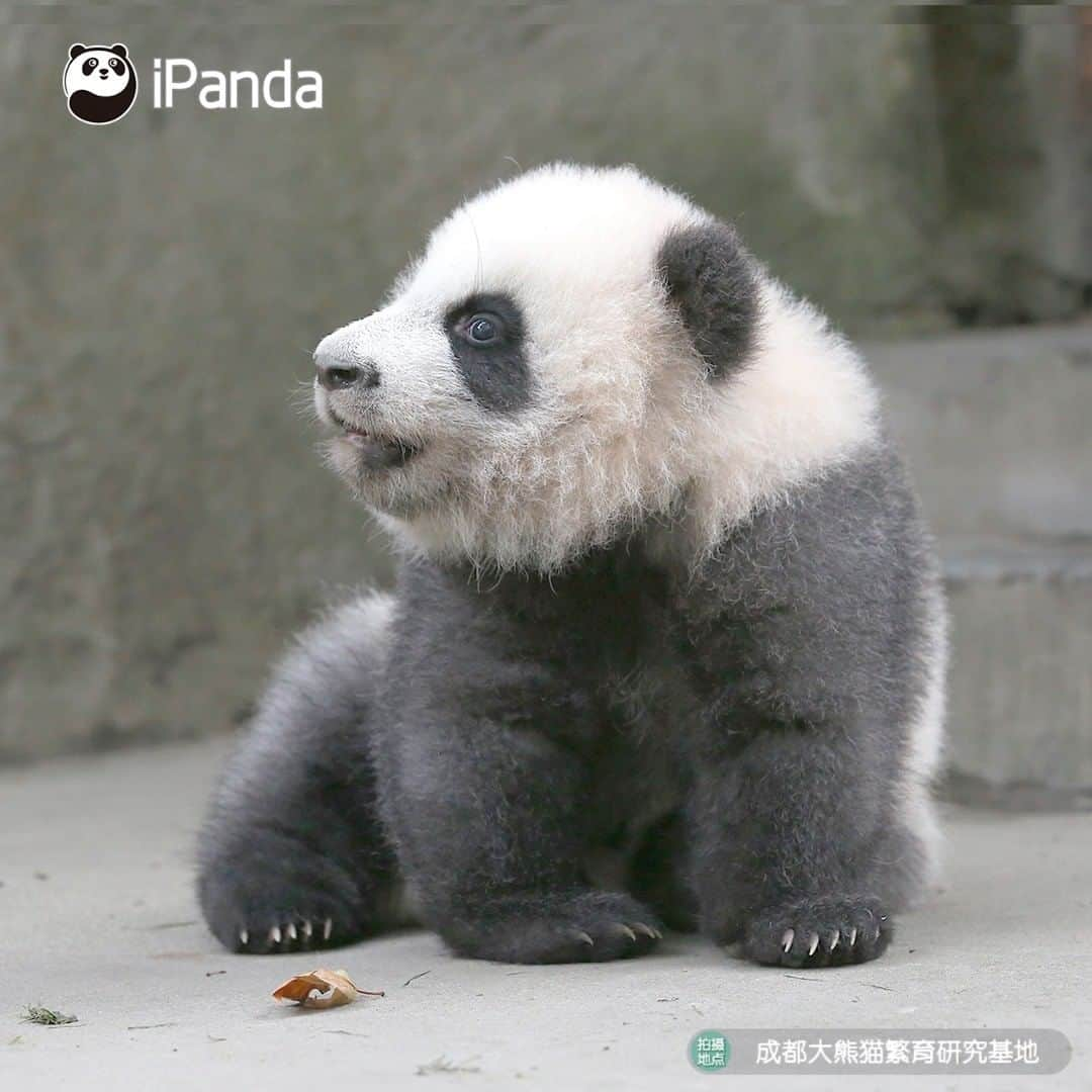 iPandaさんのインスタグラム写真 - (iPandaInstagram)「All the other babies have been taken back home, why haven't you come to pick me up? (Ji Xiao) 🐼 🐾 🐼 #panda#ipanda#animal#pet#adorable#China#travel#pandababy#cute#photooftheday#Sichuan#cutepanda#animalphotography#cuteness#cutenessoverload #giantpanda」11月29日 17時30分 - ipandachannel