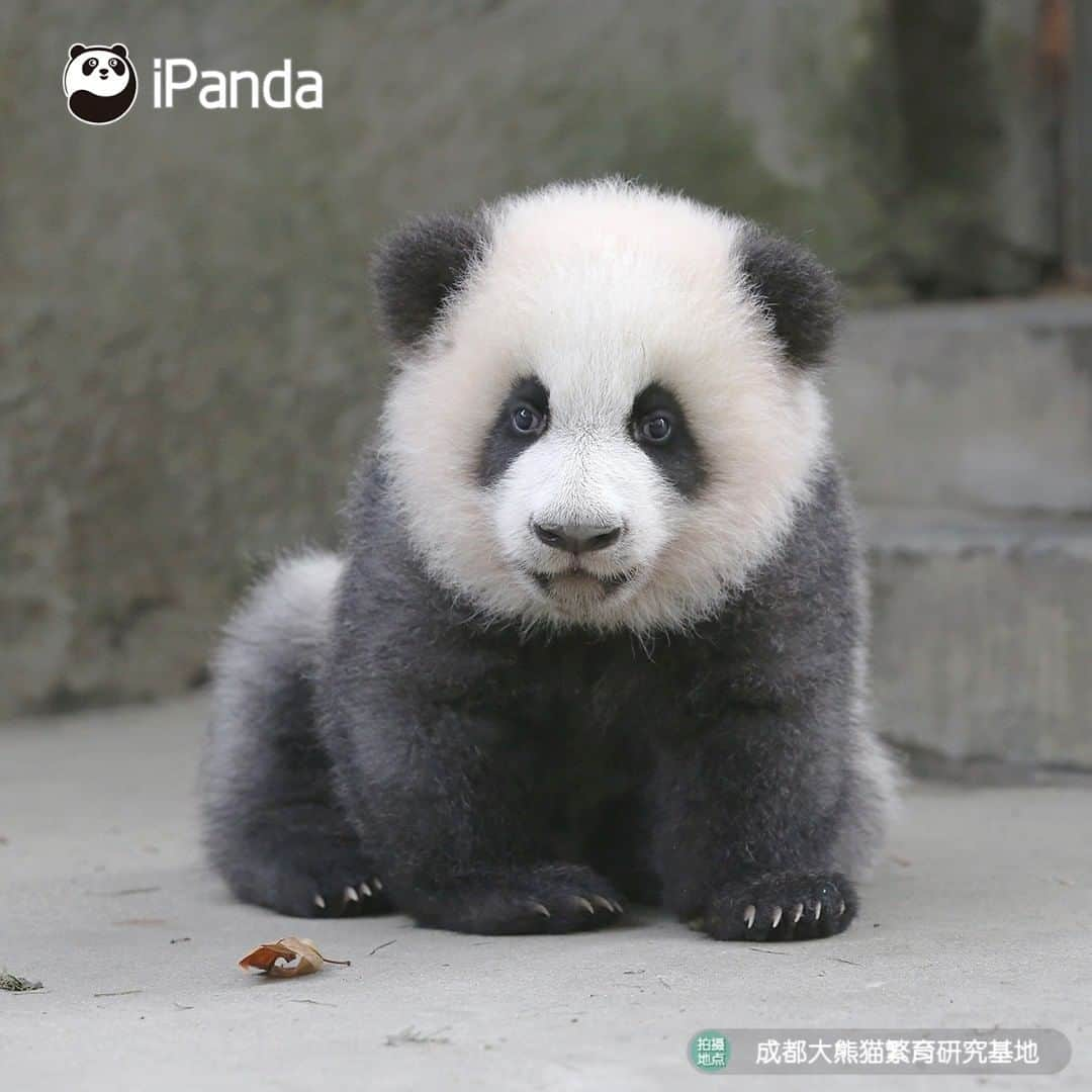 iPandaさんのインスタグラム写真 - (iPandaInstagram)「All the other babies have been taken back home, why haven't you come to pick me up? (Ji Xiao) 🐼 🐾 🐼 #panda#ipanda#animal#pet#adorable#China#travel#pandababy#cute#photooftheday#Sichuan#cutepanda#animalphotography#cuteness#cutenessoverload #giantpanda」11月29日 17時30分 - ipandachannel