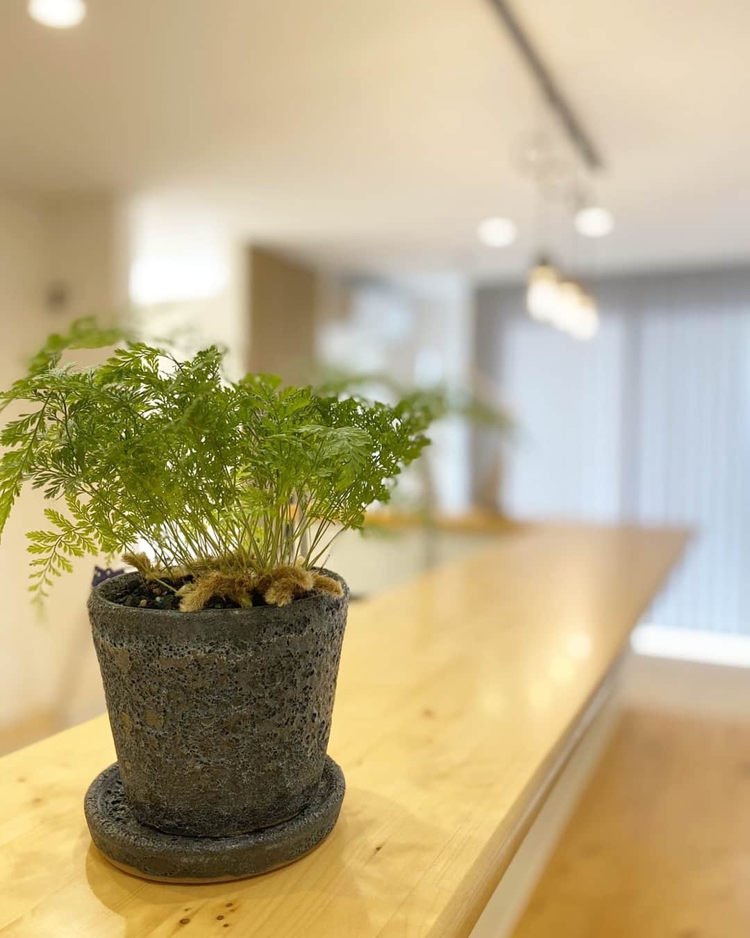 有限会社 稲葉製材住宅のインスタグラム：「どもです🤥 先週開催した和水町の家 写真が出来上がり次第随時更新していこうと思います📷 来られなかった人もお楽しみに🏋️‍♂️ #グリーン #観葉植物 #育て始めるとハマる #観葉植物のある暮らし #緑があると癒やされます #おしゃれな暮らし #おしゃれ #暮らしやすい家 #使いやすい家 #丁寧な家づくり #暮らし #田舎暮らし #のんびり #いい家 #日々 #生活 #家づくり #マイホーム #自然素材 #ナチュラル #新築 #リフォーム #リノベーション #工務店 #熊本 #玉名 #山鹿 #稲葉製材住宅 #イナバ」