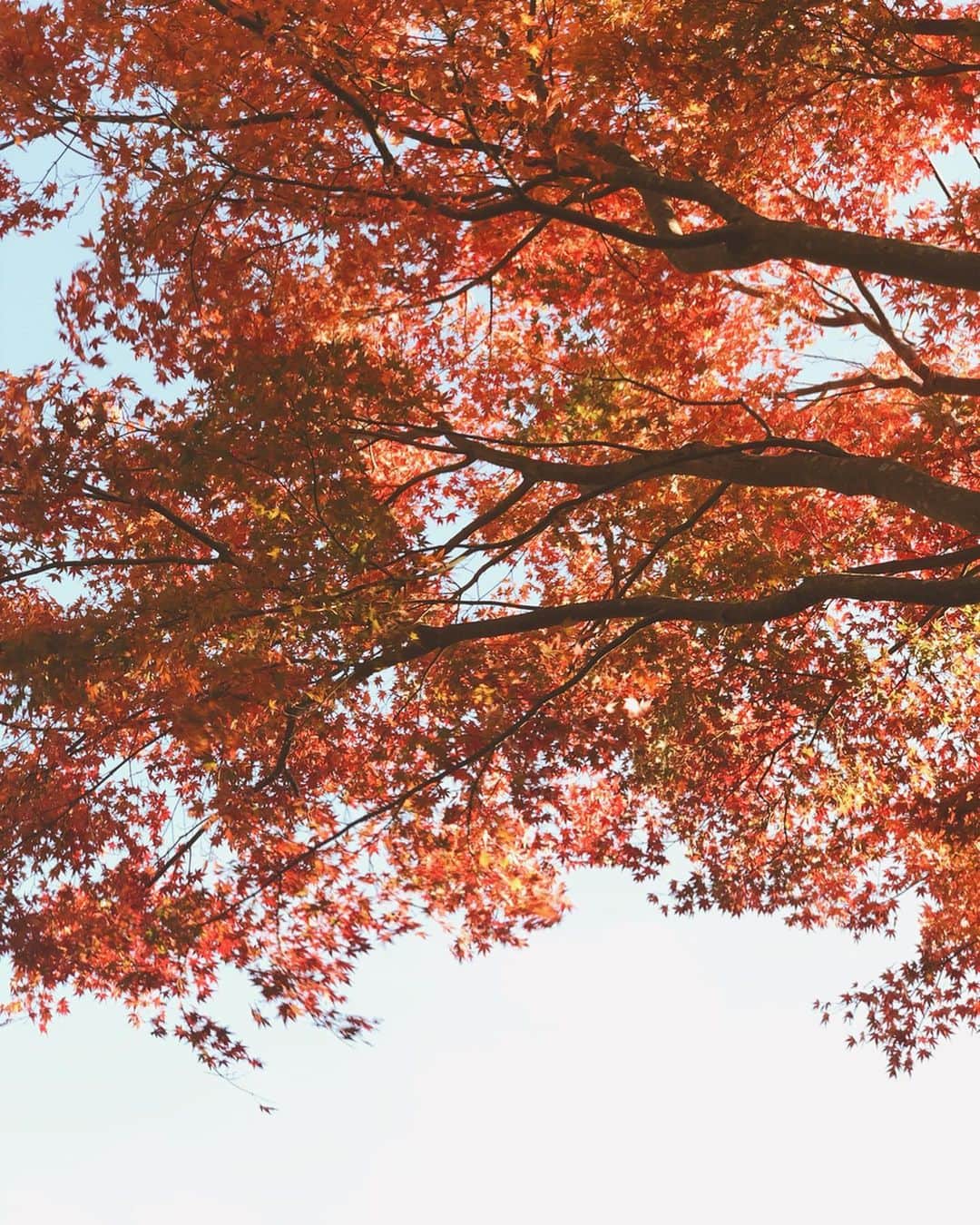 酒匂彩名さんのインスタグラム写真 - (酒匂彩名Instagram)「: 東京はいよいよ秋も一段と深まってきました🍁 私は紅葉の紅を見ると 【ちはやぶる 神代もきかず 竜田川 からくれなゐに 水くくるとは】 の和歌を思い出すのと…  なぜか紅葉と桜の時期は京都に行かなくてはならないような気がして毎年ソワソワしてしまいます。 (無論今年はどちらも行けてません 笑)  皆さんにはそんな事ありますか？ : 急に寒くなったので、風邪とか引かないようにね🤧 : : : : #ちはやぶる神代も聞かず竜田川からくれなゐに水くくるとは #百人一首 #和歌 #紅葉 #紅 #秋  #何百年前の人も同じように紅葉を見て美しいと思ったんだろうな」11月29日 17時46分 - ayanasakoh