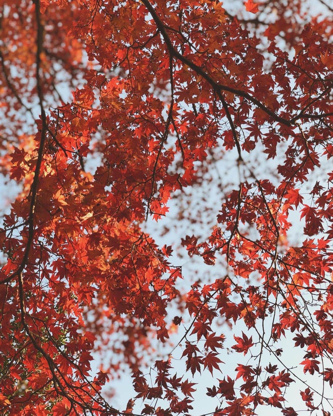 酒匂彩名さんのインスタグラム写真 - (酒匂彩名Instagram)「: 東京はいよいよ秋も一段と深まってきました🍁 私は紅葉の紅を見ると 【ちはやぶる 神代もきかず 竜田川 からくれなゐに 水くくるとは】 の和歌を思い出すのと…  なぜか紅葉と桜の時期は京都に行かなくてはならないような気がして毎年ソワソワしてしまいます。 (無論今年はどちらも行けてません 笑)  皆さんにはそんな事ありますか？ : 急に寒くなったので、風邪とか引かないようにね🤧 : : : : #ちはやぶる神代も聞かず竜田川からくれなゐに水くくるとは #百人一首 #和歌 #紅葉 #紅 #秋  #何百年前の人も同じように紅葉を見て美しいと思ったんだろうな」11月29日 17時46分 - ayanasakoh