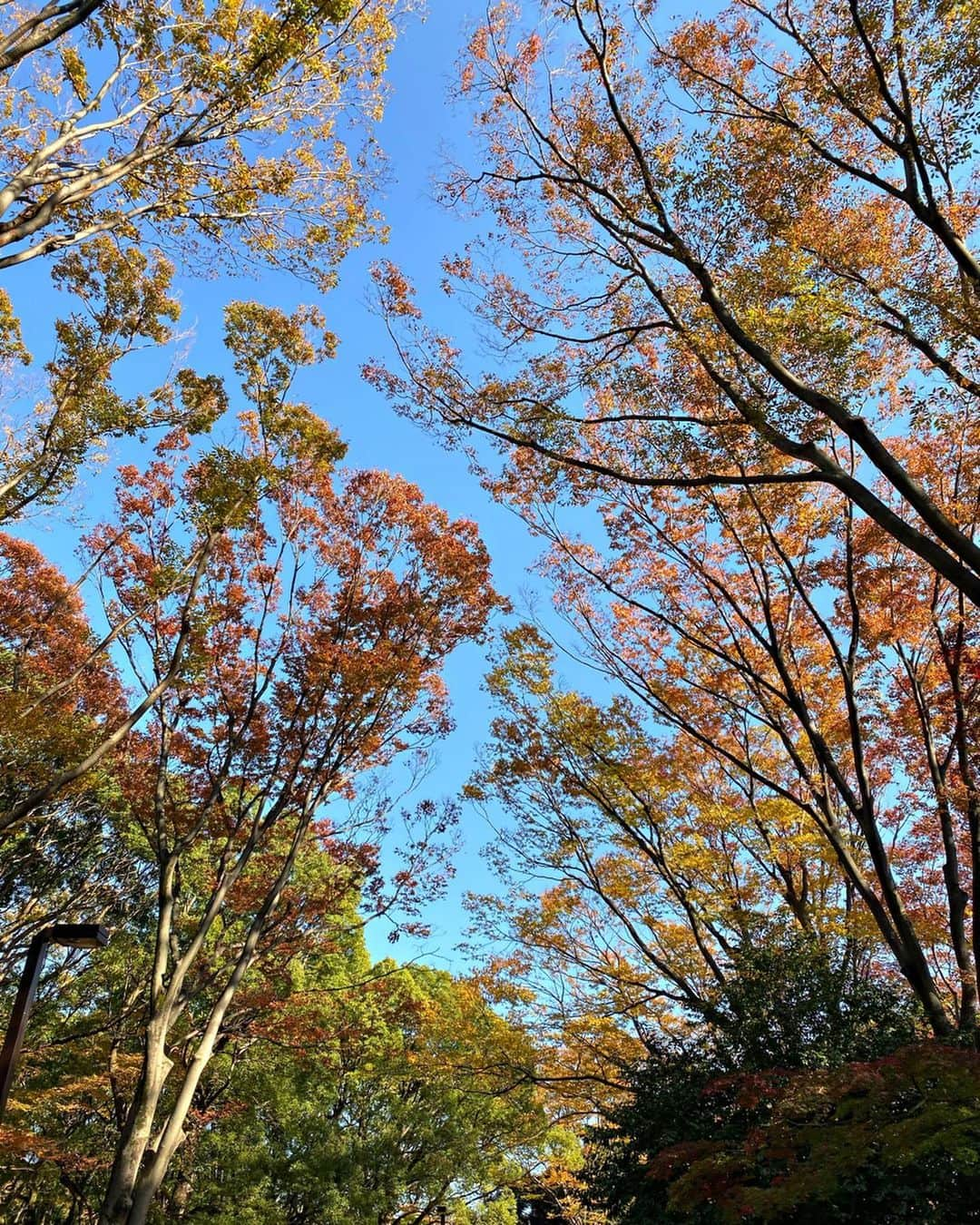 大矢真夕さんのインスタグラム写真 - (大矢真夕Instagram)「A beautiful park in Tokyo 🙂 . Swipe left for other photos👉 . . . 薔薇って種類が沢山あって 年中何かしらの薔薇が咲いてる😊💡. . さすがに冬はないかな？ . . #写真部 #写真 #代々木公園 #日常 #美しい #紅葉 #rose #instagramjapan #ファインダー越しの私の世界 #ファインダー越しの世界  #ススキ  #rosegarden #light #紅葉狩り #ig_japan #photo_japan #photo_jpn  #igersjp #光 #moodygrams #roses #インスタ映え #自然 #公園 #花のある暮らし #yoyogipark #花 #落ち葉 #秋 #autumn」11月29日 18時02分 - mayuohya