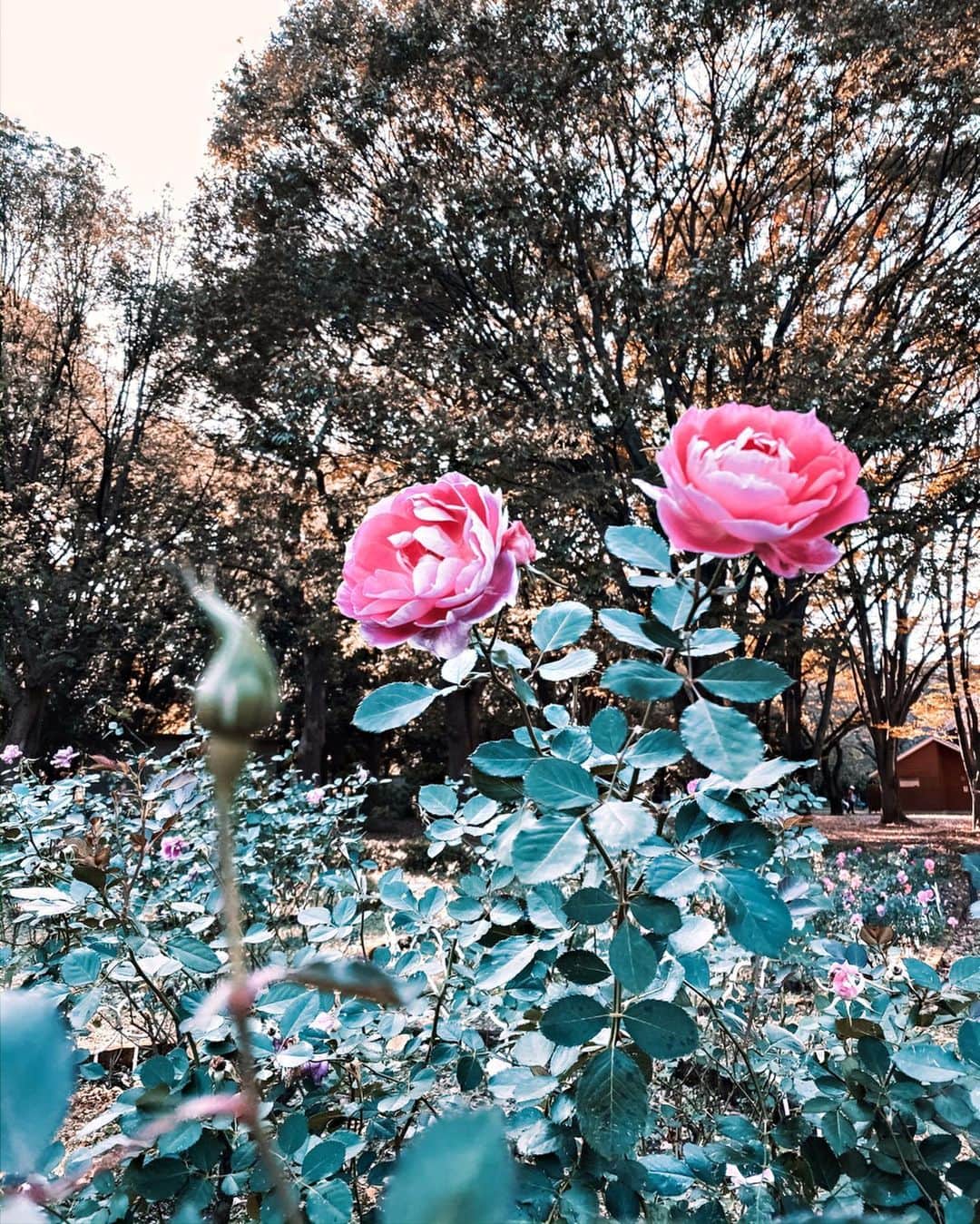 大矢真夕さんのインスタグラム写真 - (大矢真夕Instagram)「A beautiful park in Tokyo 🙂 . Swipe left for other photos👉 . . . 薔薇って種類が沢山あって 年中何かしらの薔薇が咲いてる😊💡. . さすがに冬はないかな？ . . #写真部 #写真 #代々木公園 #日常 #美しい #紅葉 #rose #instagramjapan #ファインダー越しの私の世界 #ファインダー越しの世界  #ススキ  #rosegarden #light #紅葉狩り #ig_japan #photo_japan #photo_jpn  #igersjp #光 #moodygrams #roses #インスタ映え #自然 #公園 #花のある暮らし #yoyogipark #花 #落ち葉 #秋 #autumn」11月29日 18時02分 - mayuohya