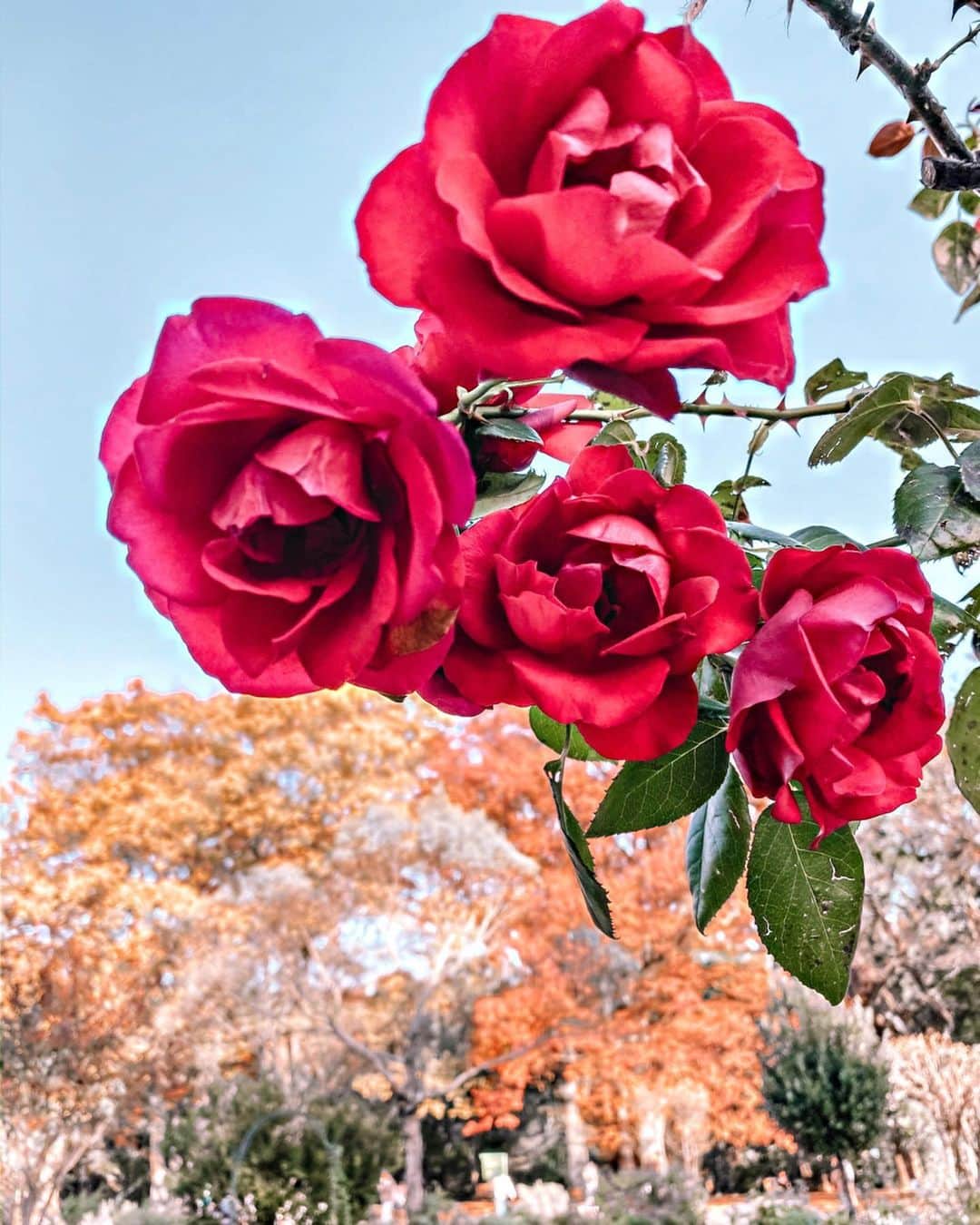 のインスタグラム：「A beautiful park in Tokyo 🙂 . Swipe left for other photos👉 . . . 薔薇って種類が沢山あって 年中何かしらの薔薇が咲いてる😊💡. . さすがに冬はないかな？ . . #写真部 #写真 #代々木公園 #日常 #美しい #紅葉 #rose #instagramjapan #ファインダー越しの私の世界 #ファインダー越しの世界  #ススキ  #rosegarden #light #紅葉狩り #ig_japan #photo_japan #photo_jpn  #igersjp #光 #moodygrams #roses #インスタ映え #自然 #公園 #花のある暮らし #yoyogipark #花 #落ち葉 #秋 #autumn」