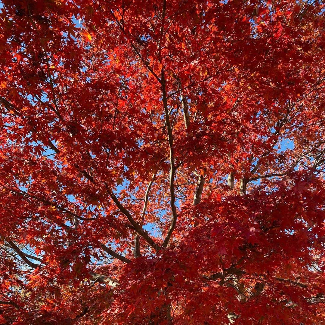 水木一郎さんのインスタグラム写真 - (水木一郎Instagram)「高尾山に紅葉を見に行って来ました。天気にも恵まれて登山日和。みなさんにおすそわけします。 #高尾山 #もみじ祭り🍁  #アニソン登山 #吉田仁美  #武笠太郎  #ヤマネージャー #水木一郎」11月29日 18時03分 - ichiromizuki