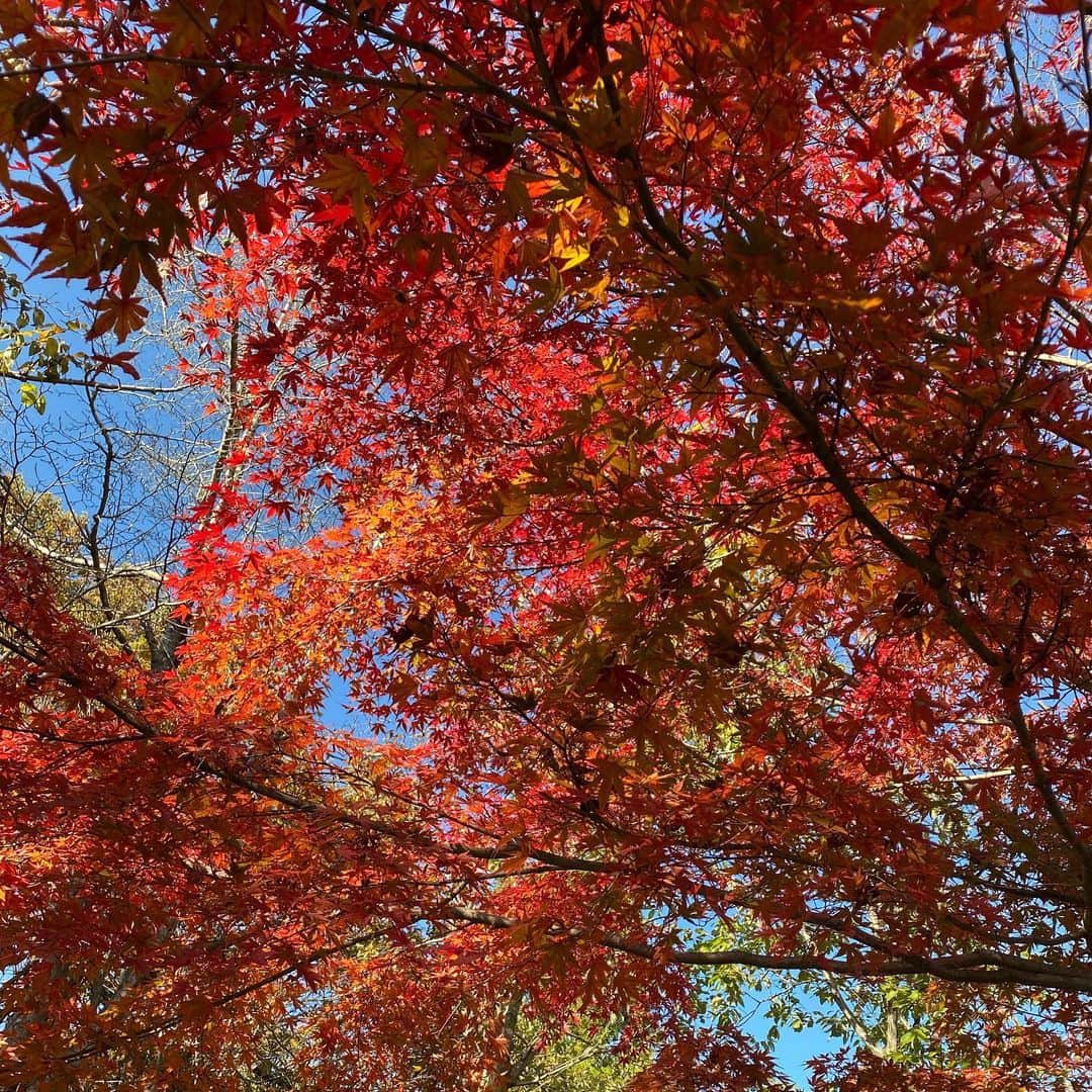 水木一郎さんのインスタグラム写真 - (水木一郎Instagram)「高尾山に紅葉を見に行って来ました。天気にも恵まれて登山日和。みなさんにおすそわけします。 #高尾山 #もみじ祭り🍁  #アニソン登山 #吉田仁美  #武笠太郎  #ヤマネージャー #水木一郎」11月29日 18時03分 - ichiromizuki